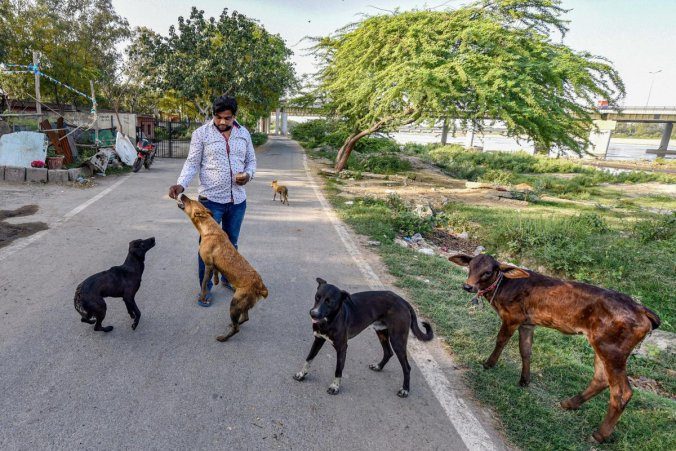 Stray dog attack, Rajasthan, sterilisation