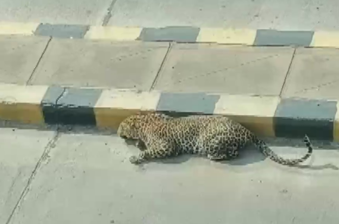 Injured leopard spotted on Hyderabad road, rescue efforts on