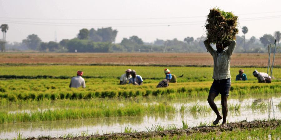 Telangana takes the tech route to monitor cropping, help farmers