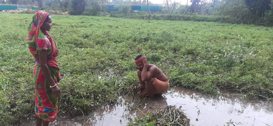 Amphan ruins Rabi crops, stubs dreams of coastal Odisha farmers