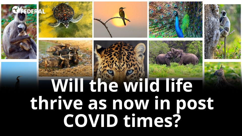 Will the wildlife thrive as now in post COVID times