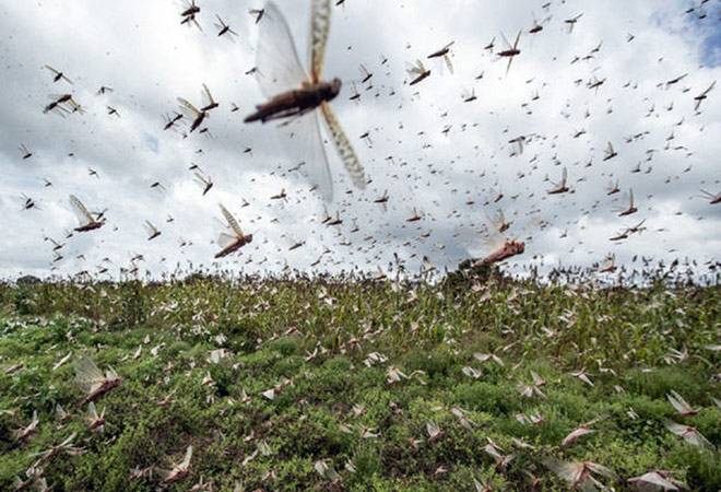 Rabi crops in India not affected by locusts; efforts on to save kharif crops