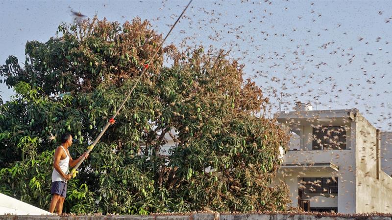 Locusts pose threat to flights: DGCA issues guidelines
