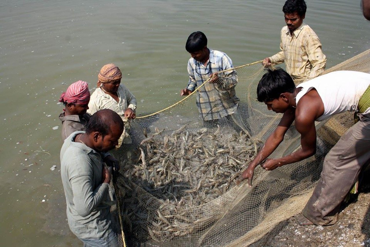 aqua economy, prawns, shrimp farming, West Bengal, Cyclone Amphan, prawns exports