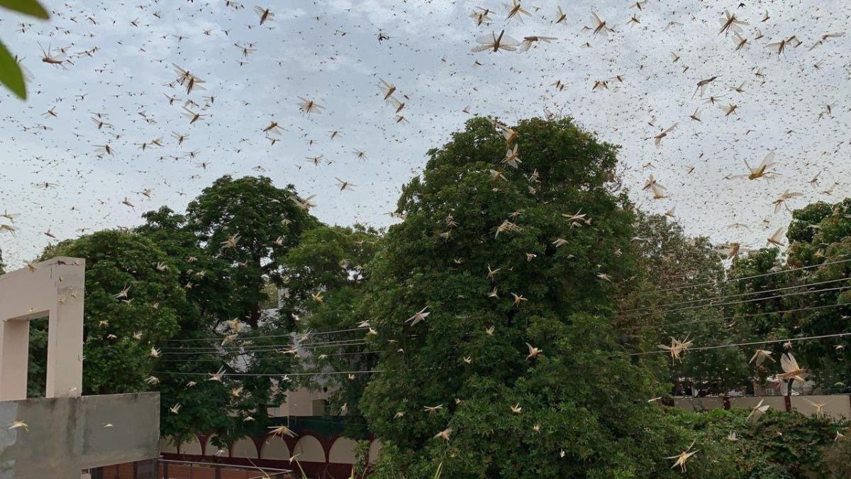 Swarms of crop-destroying locusts enter Gurugram, cause no major damage