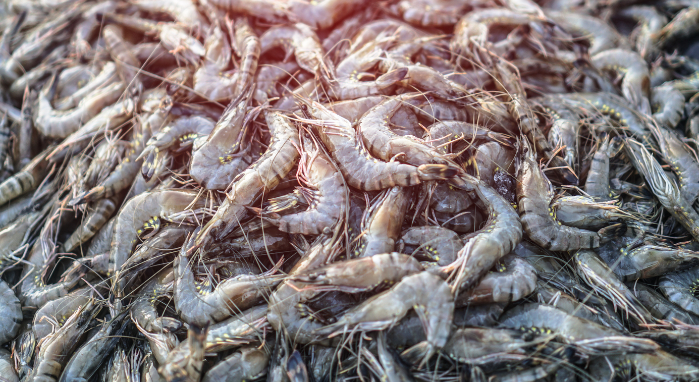 aqua economy, prawns, shrimp farming, West Bengal, Cyclone Amphan, prawns exports