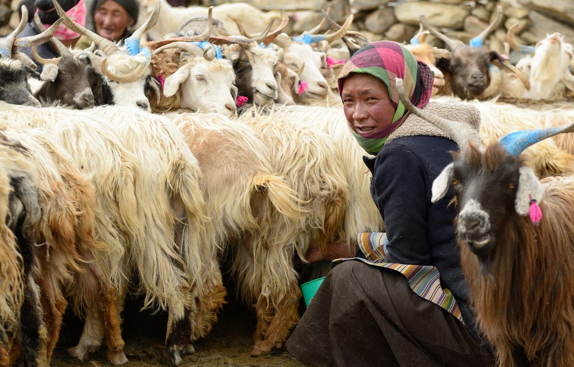 How Chinese incursion has hit Ladakhs Pashmina makers