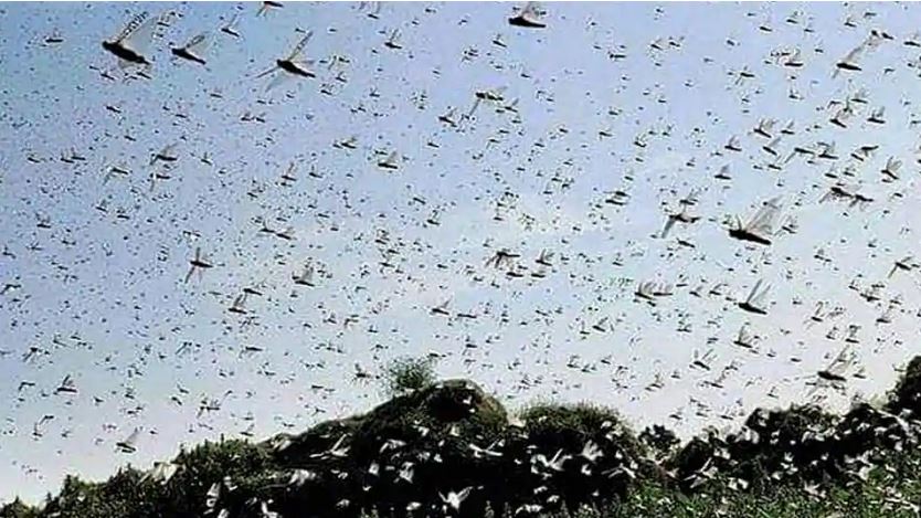 Hit by COVID, cyclone, Odisha farmers now brace for locust invasion