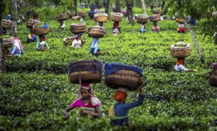 Darjeeling tea garden