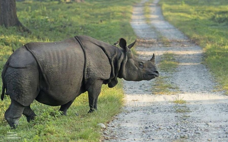 Video of critically-endangered rhino taking mud-bath gets 1M Twitter views
