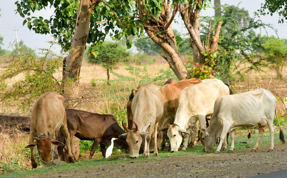 Anti-cow slaughter bill passed in Karnataka Assembly amid din