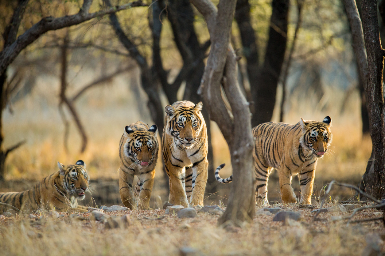 Rise in tiger count: Experts skeptical of census methodology