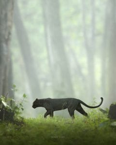 Panther in the Jungle bandeau