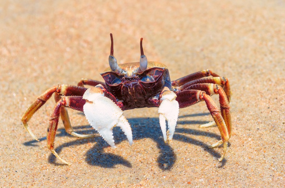 Seventeen Brachyuran crab species found in Andaman and Nicobar Islands