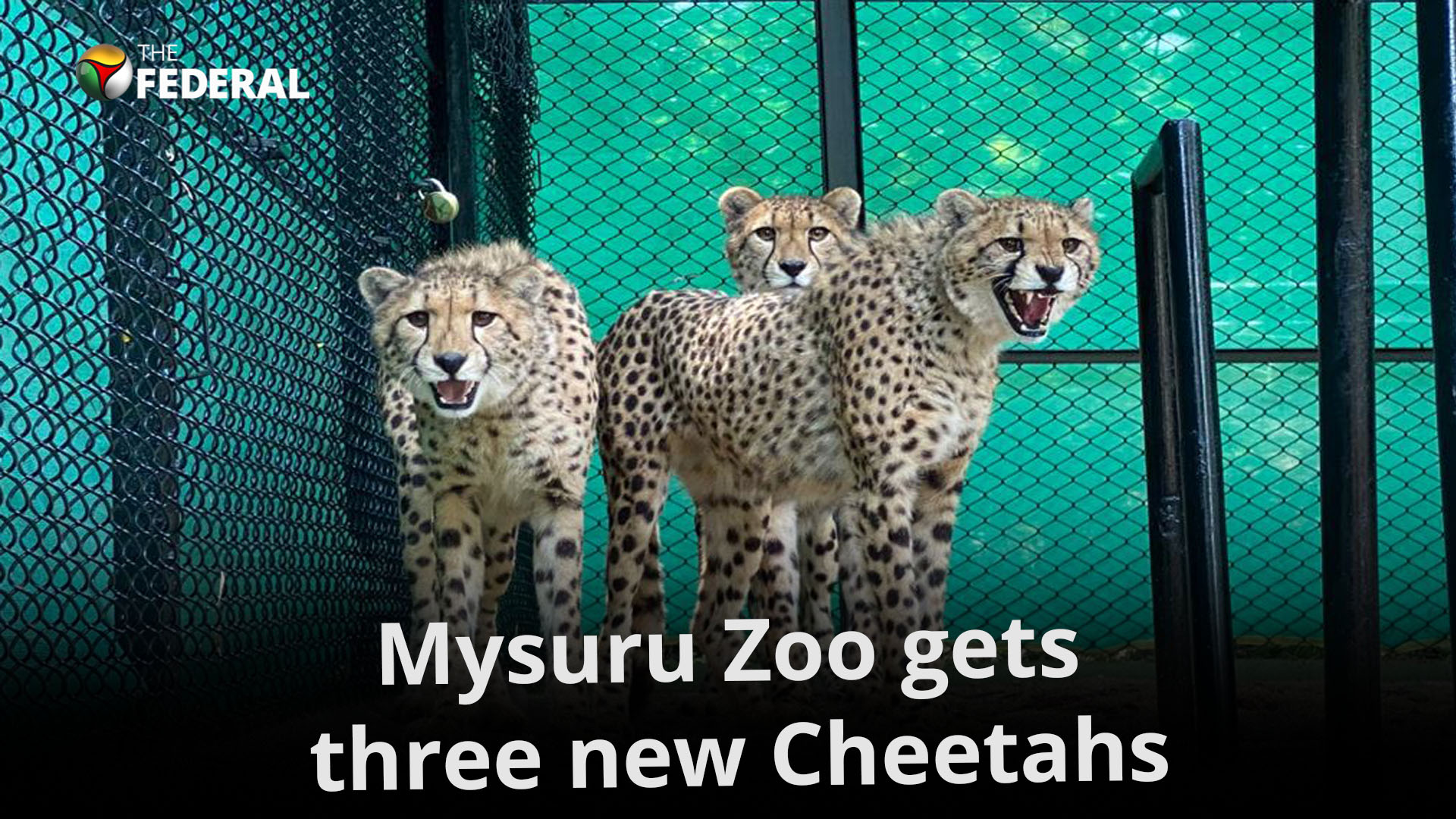 African Cheetahs land in Mysuru Zoo, will observe quarantine