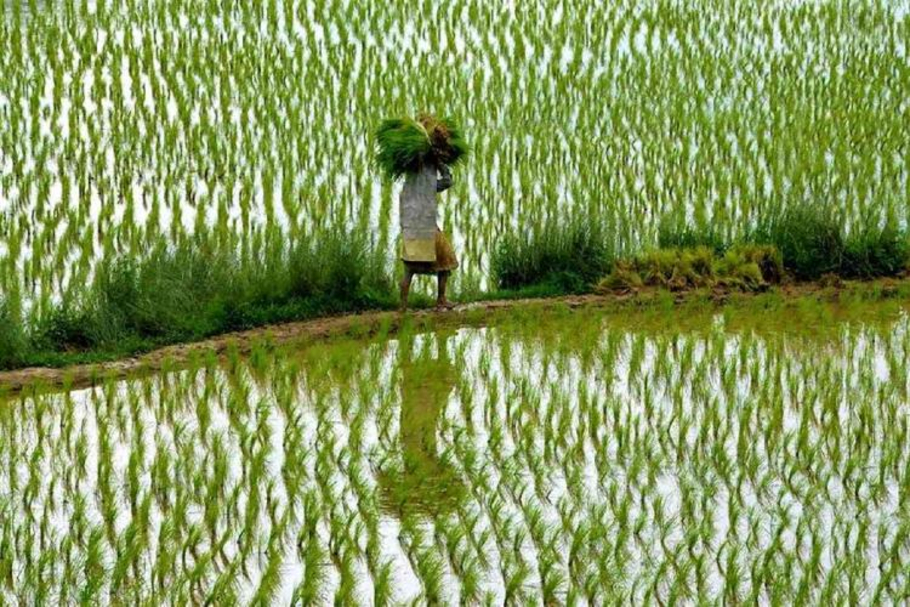 Farmers fight a tricky sludge of poor credit, odd monsoon, crop loss