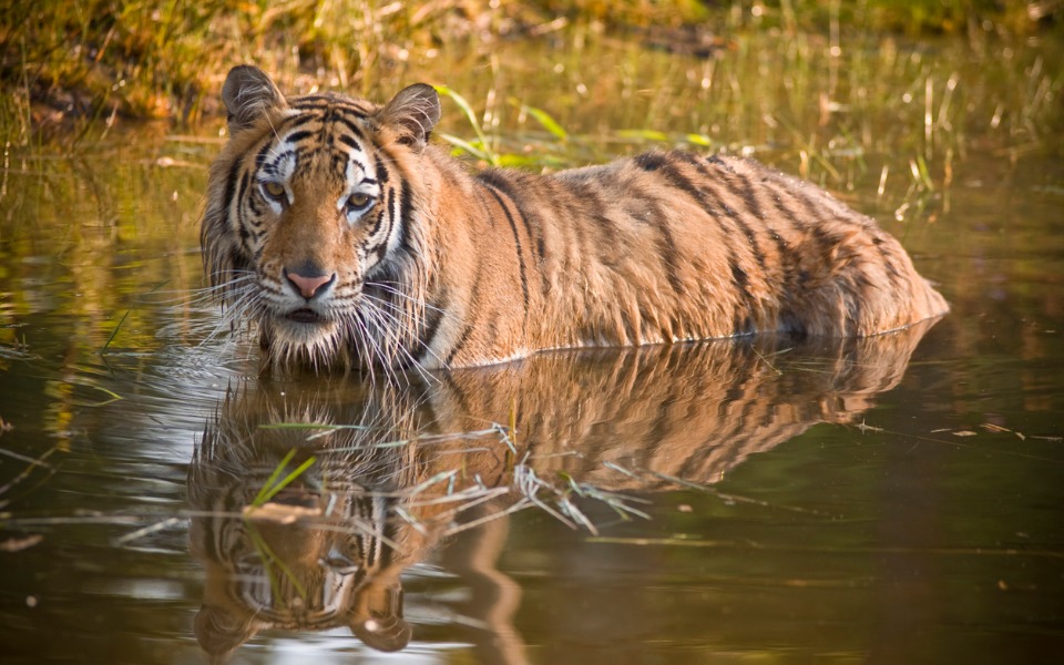 Greens against killing stray tiger, suggest rehab instead