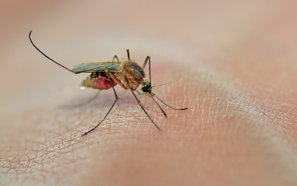 Researchers discover new drug in battle against malaria