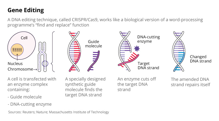 Explained: What are CRISPR-Cas9 genetic scissors?