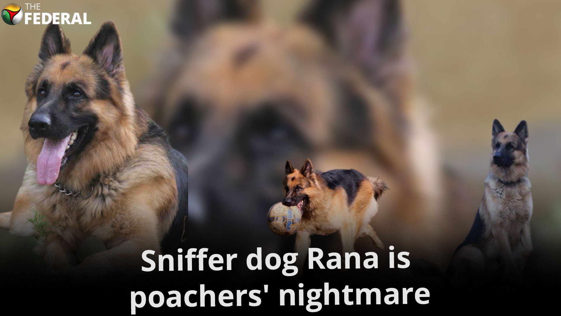 Sniffer dog Rana is poachers nightmare