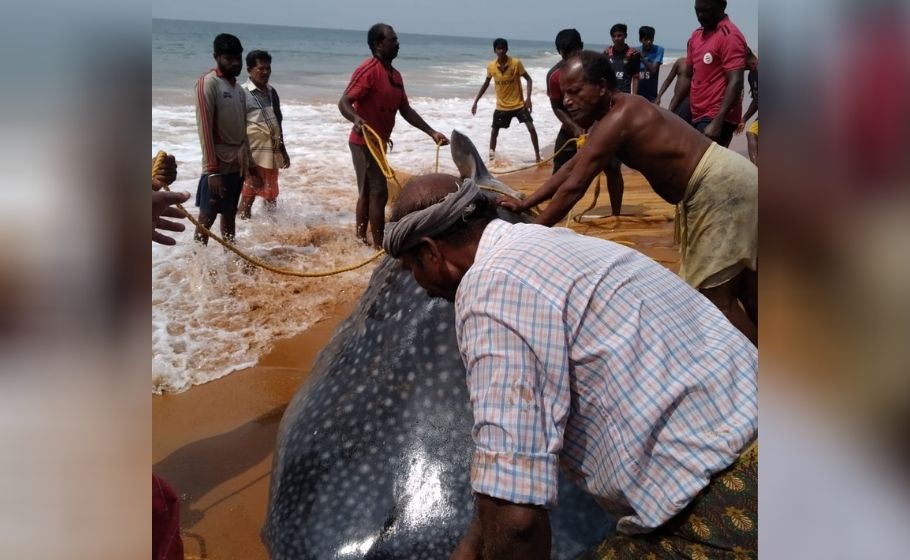 Efforts by Kerala fishermen help release whale shark caught in nets