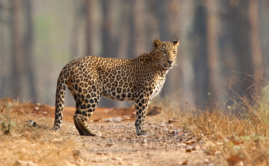 Leopard count rises, but man-animal conflict remains a worry in TN