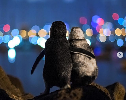 Flipper in flipper: Warm hug of widowed penguins wins top photo award