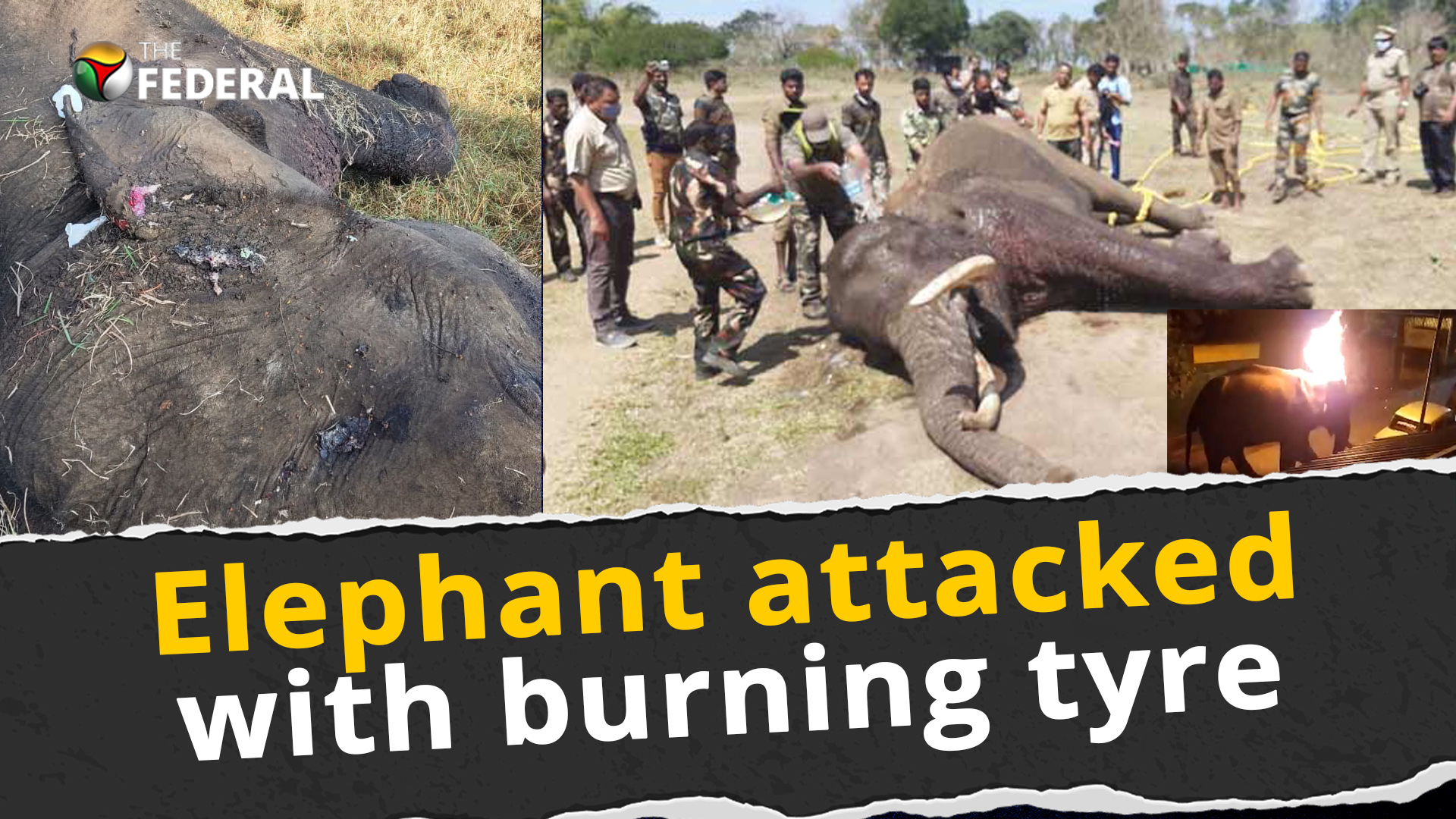 Elephant dies of deep injuries, video shows it being attacked with burning tyre