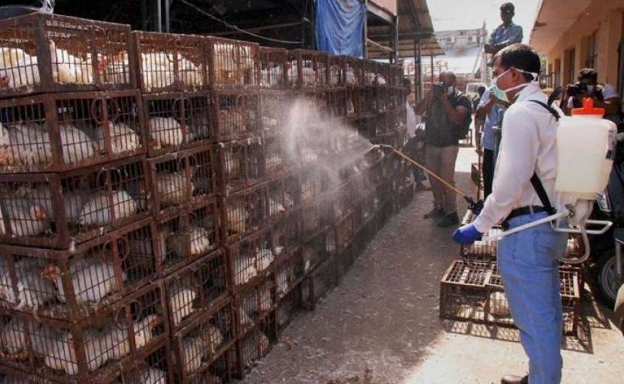 836 birds found dead in Maharashtra amid bird flu scare