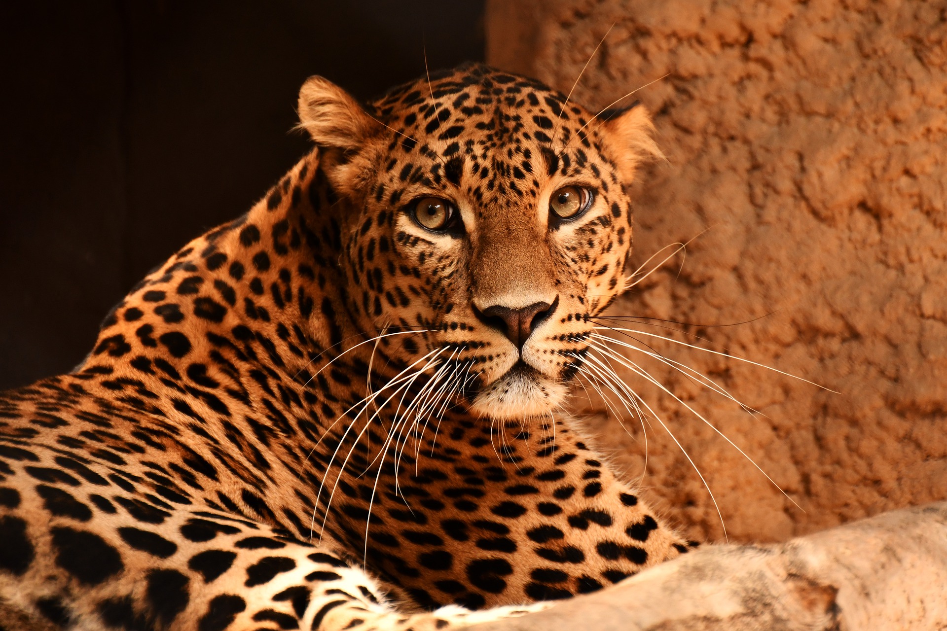 Increase in leopard population doesn’t call for celebration, but introspection