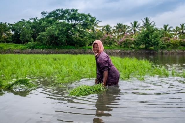 Rice variety resistant to seawater floods is Kerala’s answer to climate change