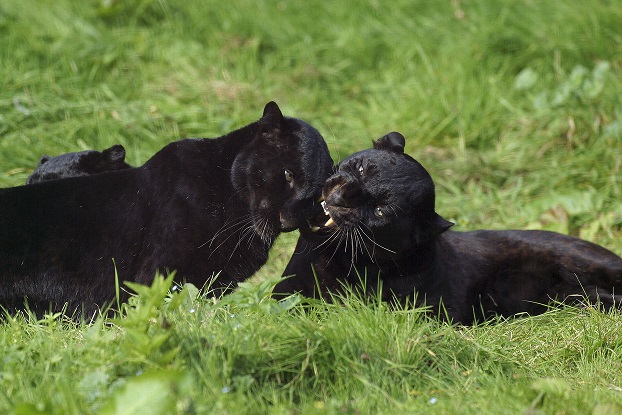 Transfer of black panthers to ‘Reliance Zoo’ heats up political scene in Assam