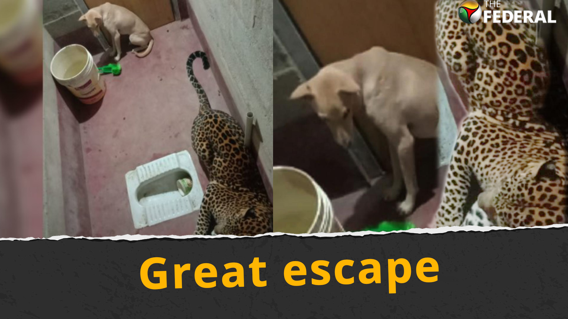 Leopard, dog share toilet space for 9 hours