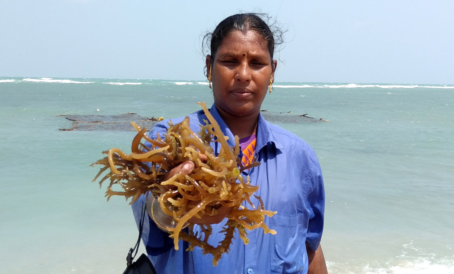 Seaweed farming: In TN, women divers finally hope to turn the tide
