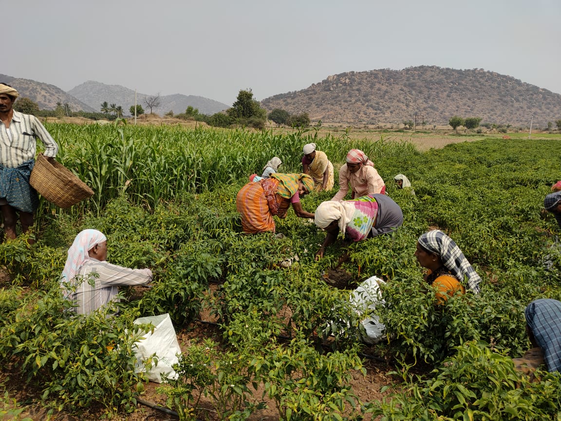 MGNREGA helps Andhra village end droughts, bring migrants home  