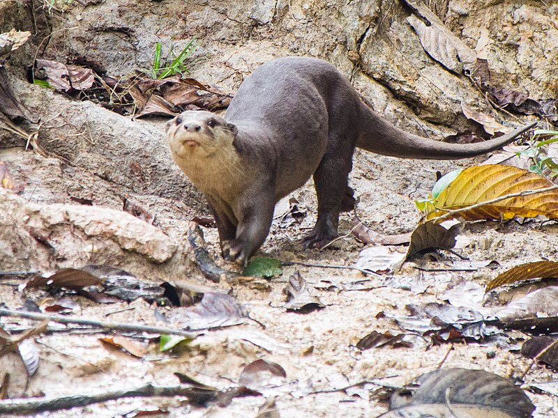 Sight of endangered otter excites conservationists, but threatens birds