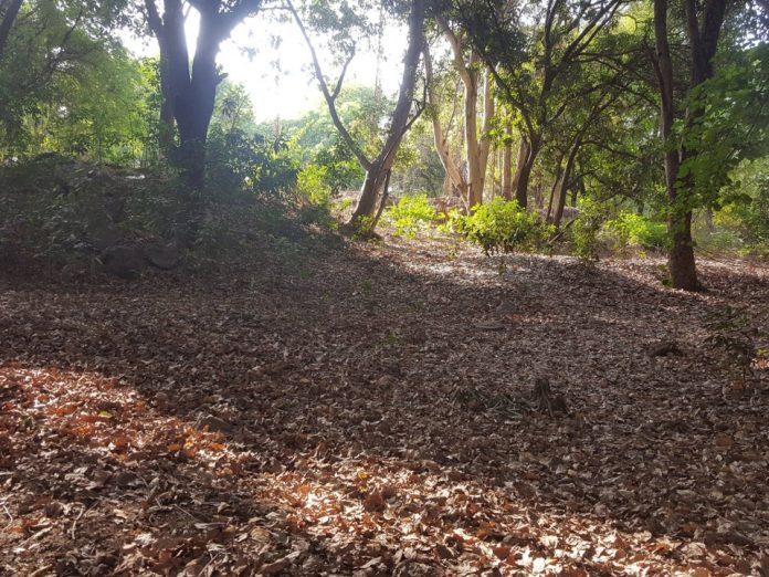 dry-leaves-1