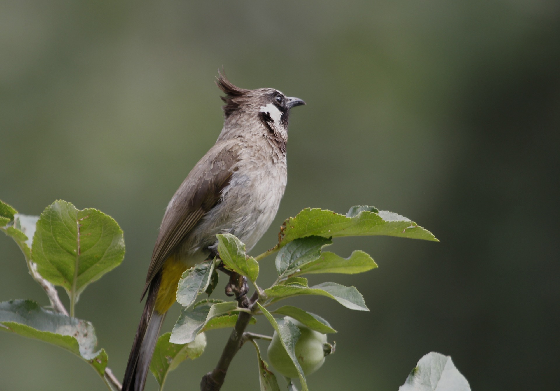Specialist birds’ population declining in Himalayas due to hardwood forest loss