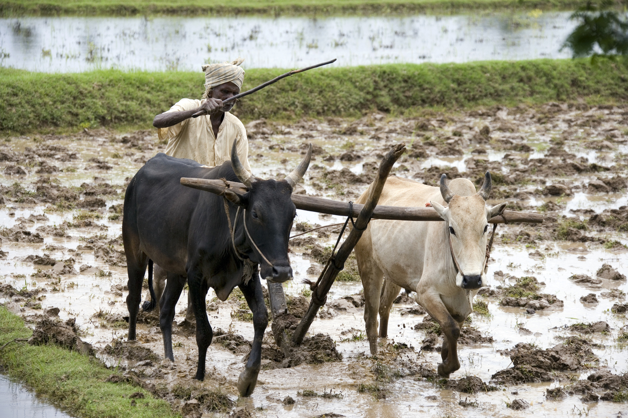 Govt ploughs into action as fertiliser scarcity hits rural economy hard