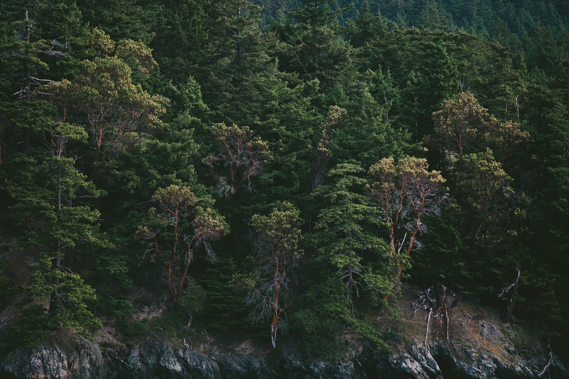 Trees alone cannot absorb all the CO2 from atmosphere