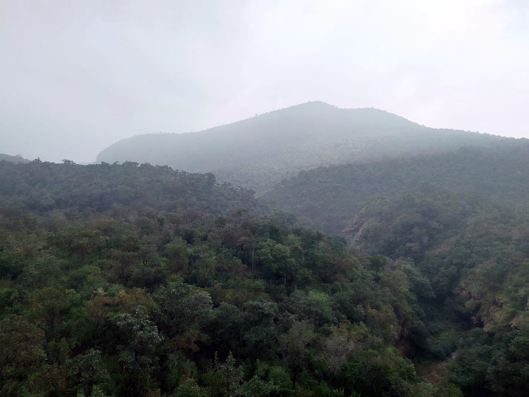 Invasive plant species wreaks havoc in hills home to Tirupati Lord Balaji
