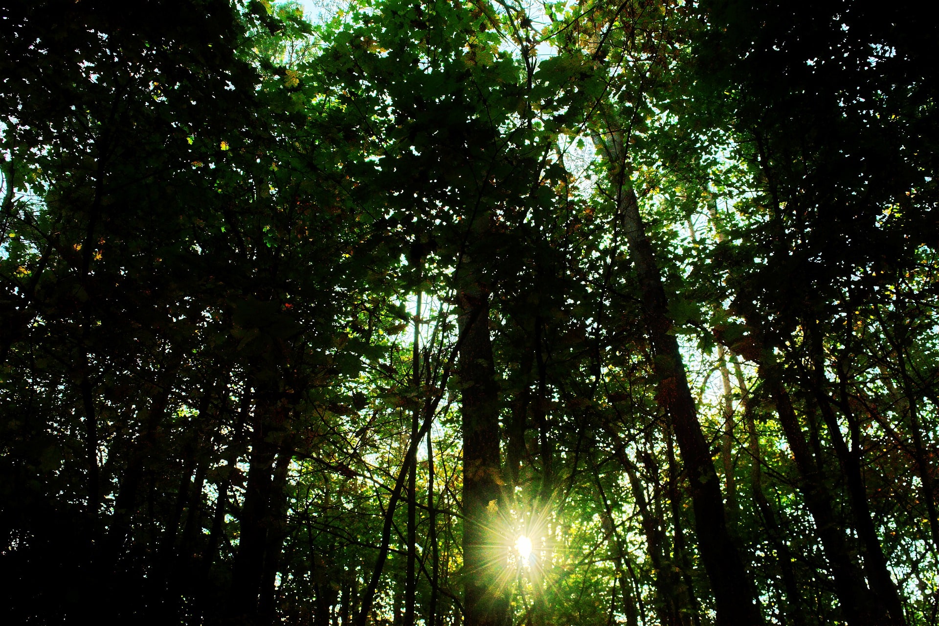 buffer zone, forest, kerala