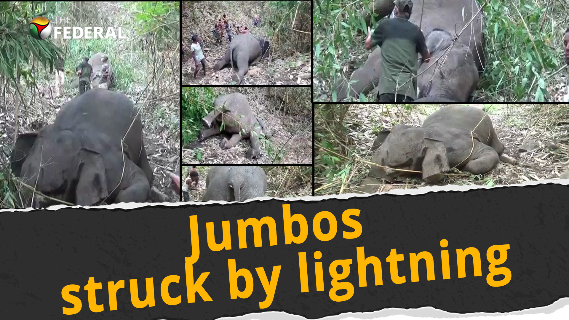 18 elephants found dead, lightning-hit suspected