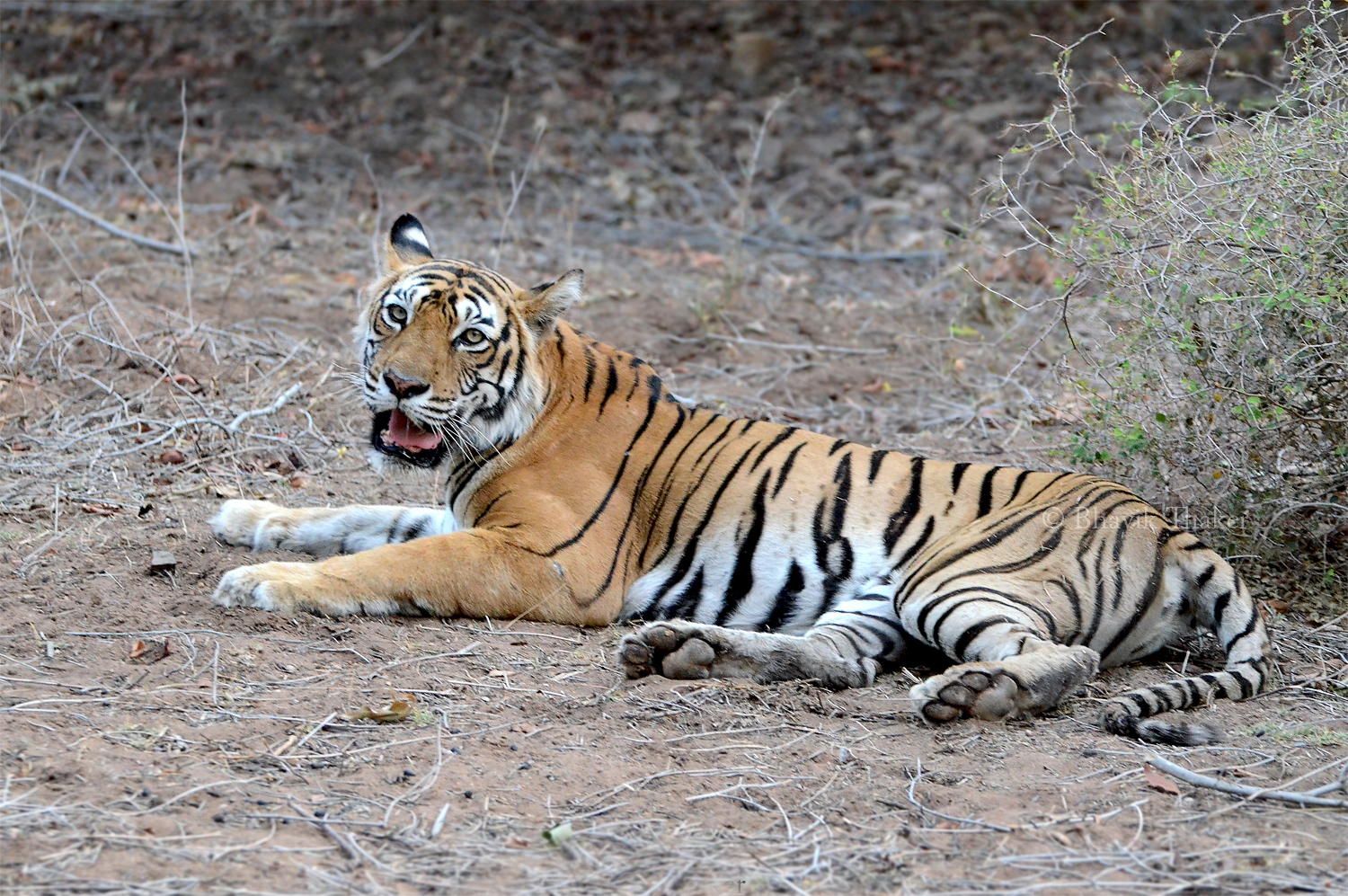 India saw record tiger deaths this year: Data
