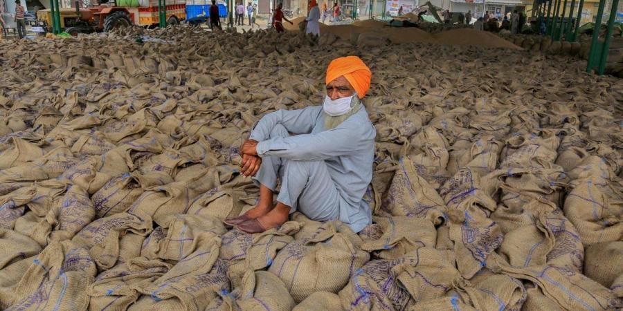 Punjab wheat procurement at record high after direct payment to farmers