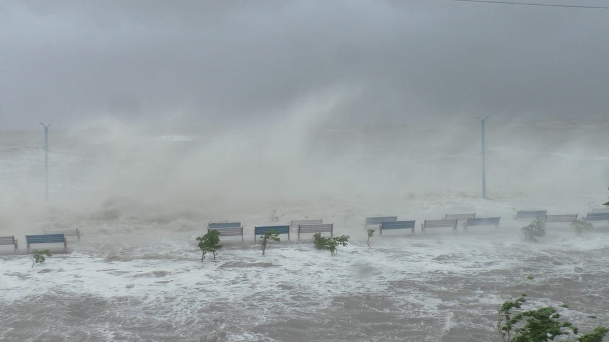 Bengal considers vetiver grass as long-term solution to cyclone flooding