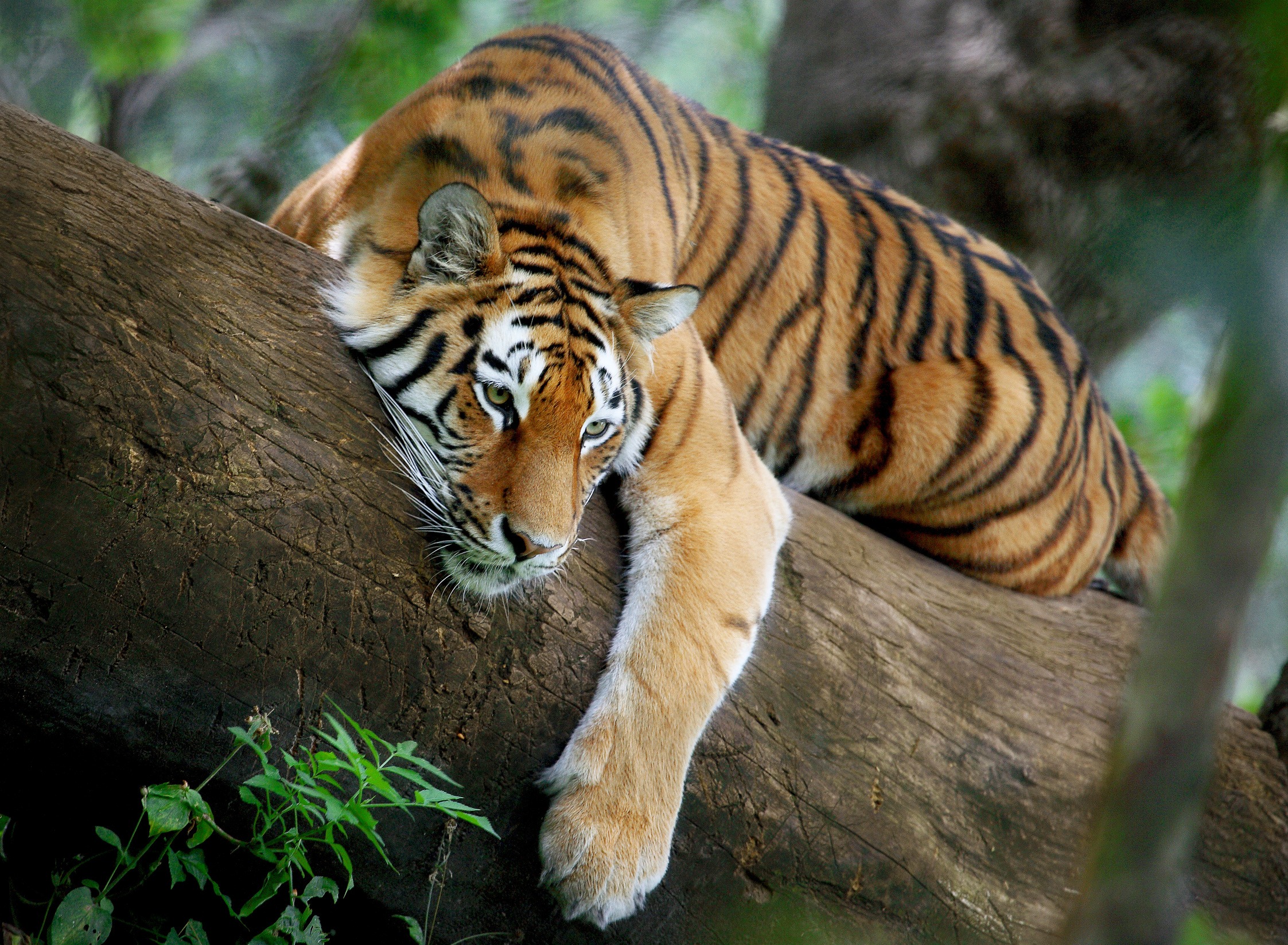 Machli, Charger, Ustad: Why name a tiger, after all?