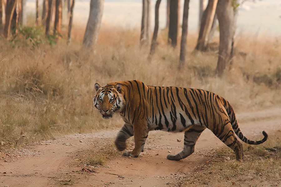 International Tiger Day: As tiger populations increase, so do conflicts  with humans - ABC News