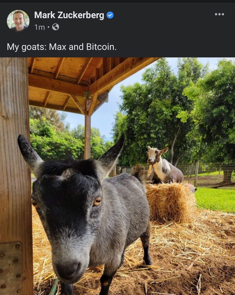 Zuckerberg names goat ‘Bitcoin’, Facebook pic feeds rumours, memes