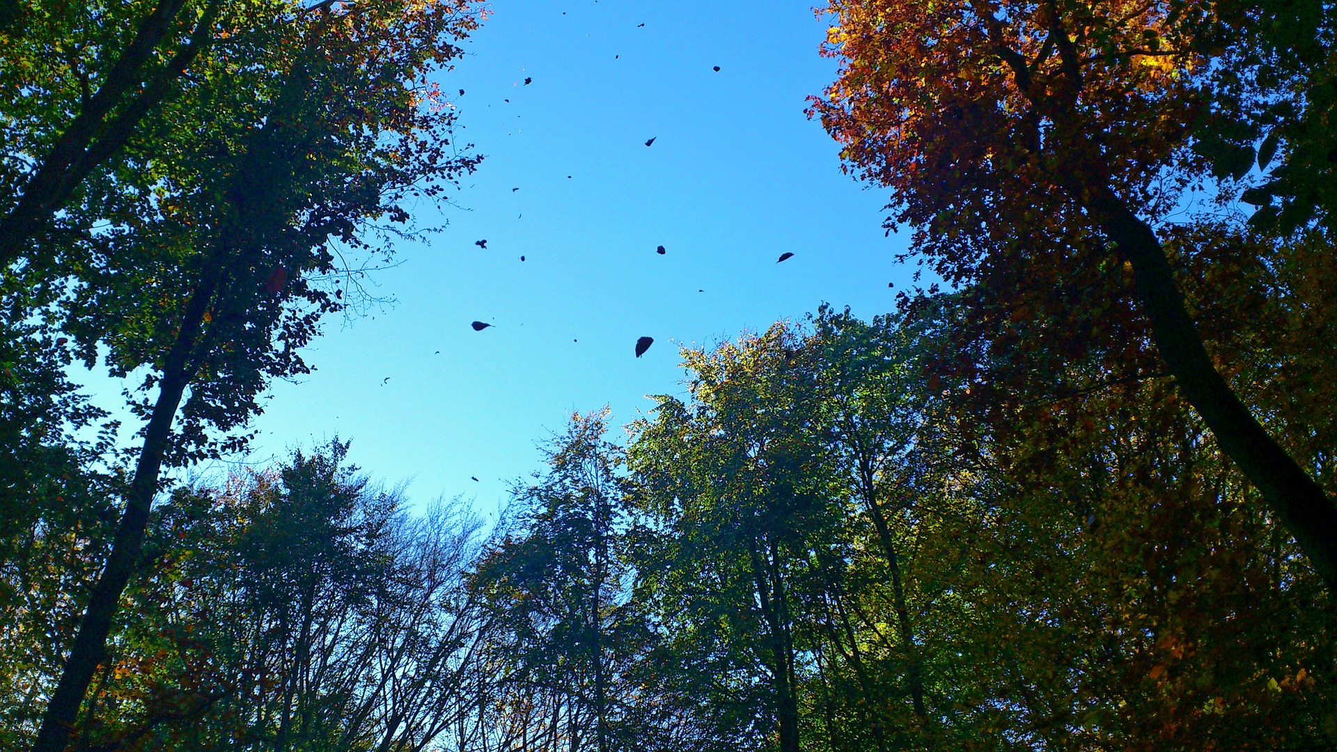 Wind patterns can alter forests’ capacities to face climate change